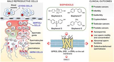 Bisphenols Threaten Male Reproductive Health via Testicular Cells